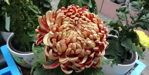  『雍容』喜欢菊花，就养盆“珍品名菊”秋洁晚红，雍容端庄，花团锦簇！
