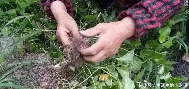 这种野草农村大妈靠它月入千元，你可别小瞧它，它是一种名贵药材