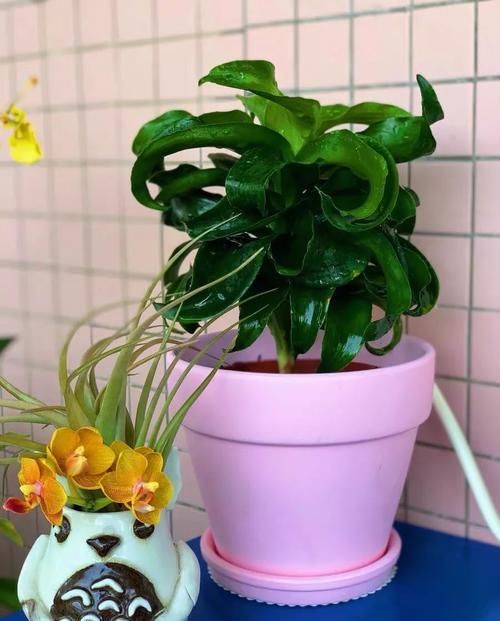  『湿润的半阴』植物也爱“烫发”，推荐五种叶子卷曲的植物，家里养一盆，新颖别