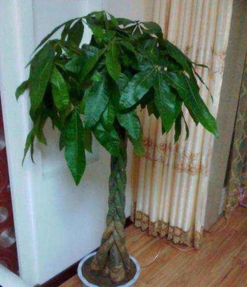  #种植#'人怕伤心，树怕伤根'，种植发财树有讲究，这样操作健壮发芽多