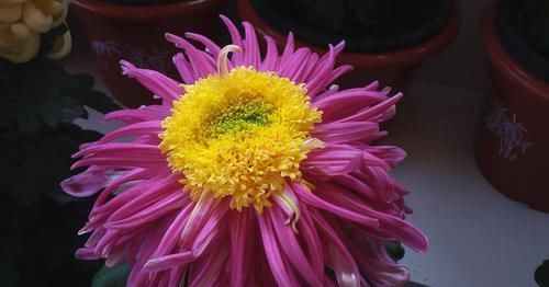 [高贵典雅]喜欢菊花，就养盆“菊中珍品”滦水婧桂，高贵典雅，高高在上！