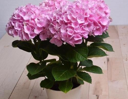 「夏季」夏季扦插,就选这3种花,简单方便,沾土就生根,特别容易成活!