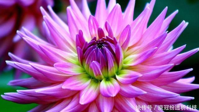 提高■养花就养盆量大还艳丽的,开花漂亮抓人眼球,点缀环境提高档次