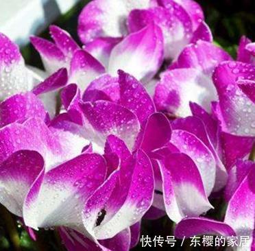家里■这3种花最适合放在客厅,好看又好养,懂花人都喜欢