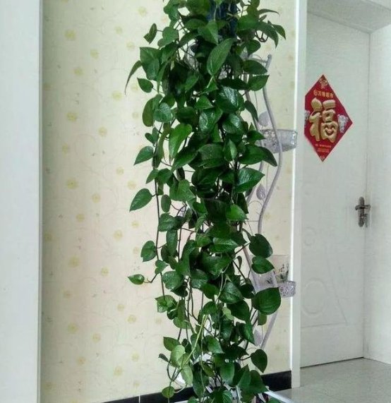  『越养越』“绿萝”叶片越养越小？给它“喂”点西红柿，长成2米大瀑布！