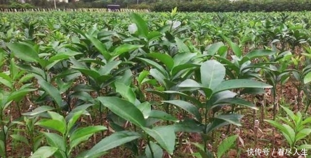  「培育」如何选择砧木进行柑桔培育管理？有没有什么好办法？