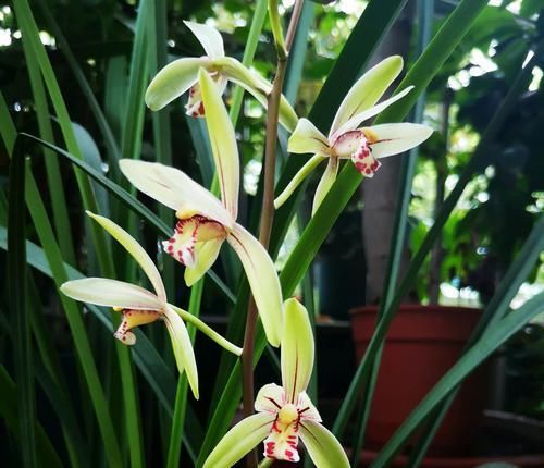 『叶芽』后陇兰花苗的花芽和叶芽一起冒?作为负责人的男人,还是选择保大