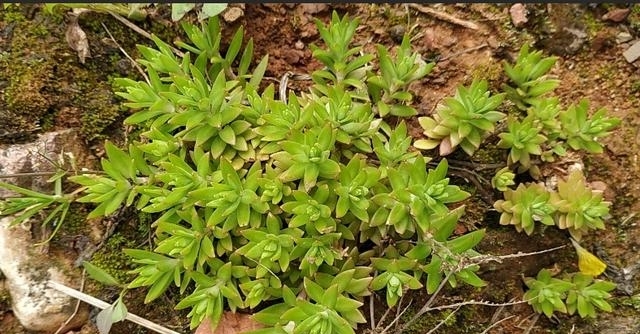 1种“野草”，农村河边常见，挖一点养盆里，比吊兰多肉好看！