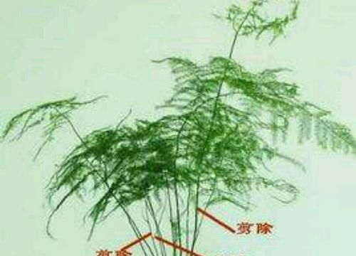  树形@养盆栽文竹，为它做好3个事项，才能保持优美树形！