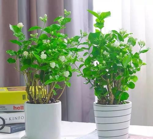  『药用价值』人养花，花养人，医生喜欢养的八种花，家里养一盆，清雅又健康！