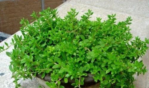 『杂草』这种植物被当作杂草处理,花店老板拔出30棵,一盆卖10元!