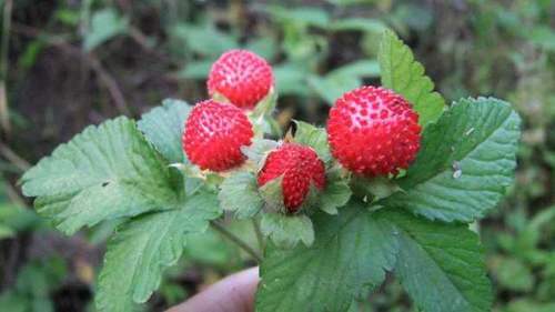农村这种野果形似草莓，过去农民当零食吃，如今城里卖50元一斤