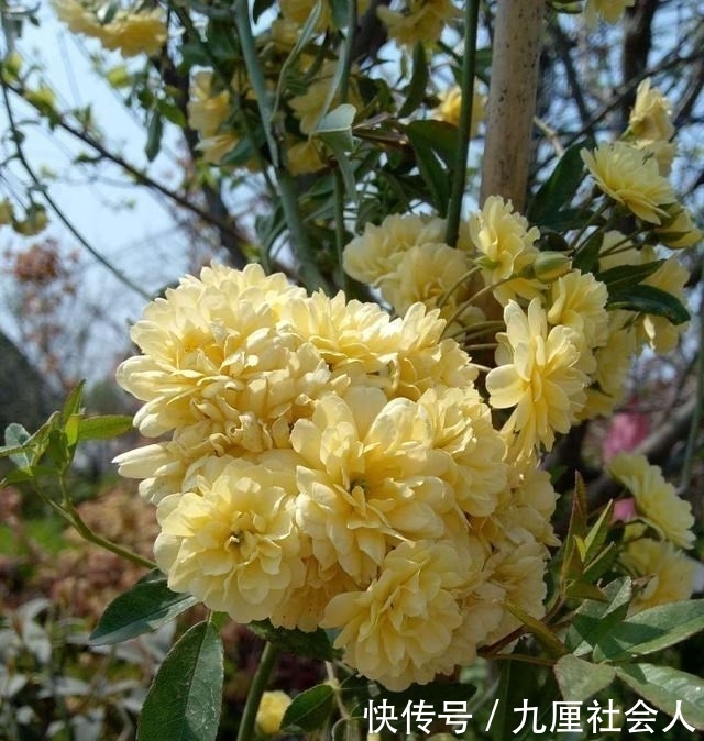  『俏丽』人间四月最美天，又是一年春来到，春意艳然，花开俏丽