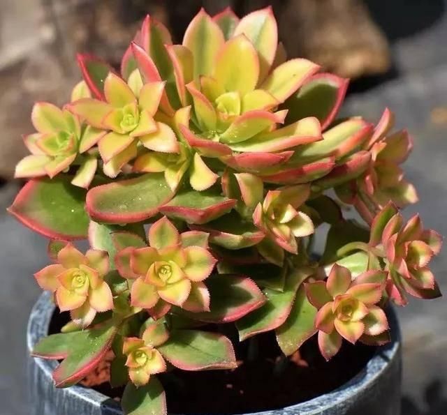  「属多肉植物」推荐八种高颜值多肉，好看又好养
