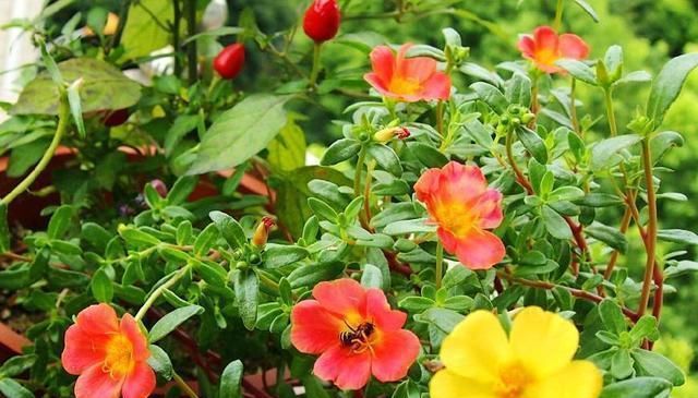  『绿萝』夏天适合养殖的3种花卉植物，不仅好看还易爆盆，你居然不知道！