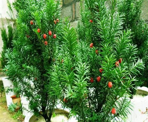  『红豆杉』网红植物“红豆杉”，叶子哗哗掉，避开3个坑，还能起死回生