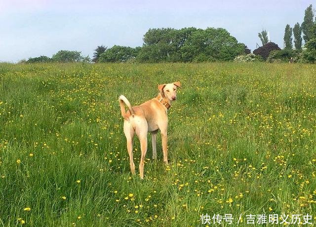  回家：流浪狗被女子所救，它带伤“引导”女子回家，10只小狗也有幸被救
