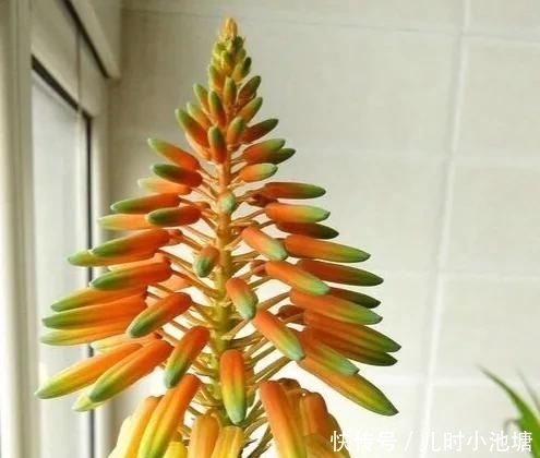 『真的』芦荟开花的话真的会死吗?如何保全?