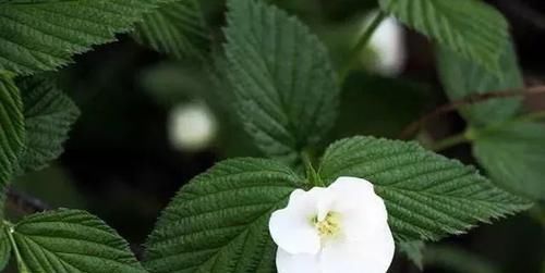  「好玩」植物戴上动物的名字以后惊艳了世界，8种带“鸡”的植物太好玩