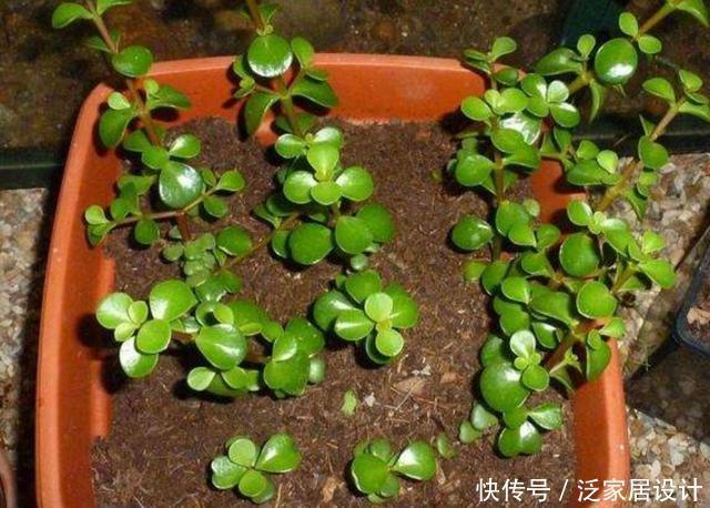 阳光充足|养盆金枝玉叶,做好这几点,也能打造成潇洒飘逸的小盆景