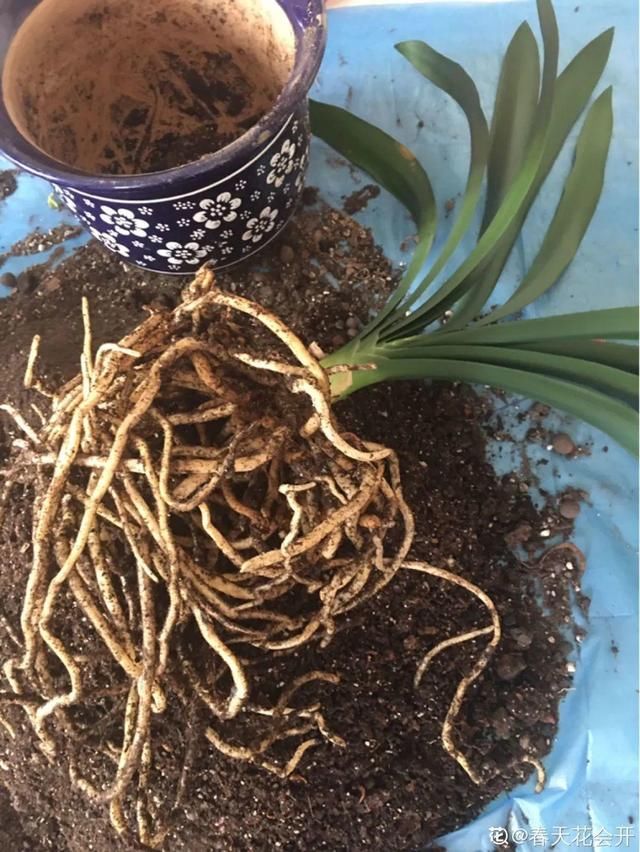  放在光照好的地方多■20种花，春天最爱疯长，爬满墙、爆开花，疯狂刹不住闸！