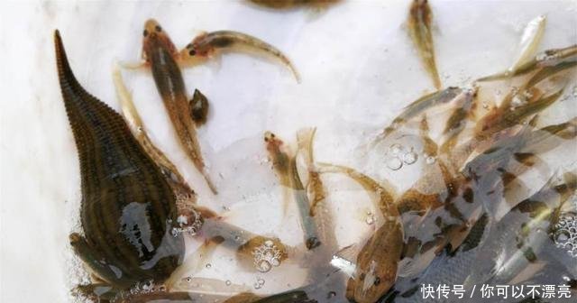  【众人】农村大集现“吸血水生物”，众人吓得往后退，鱼贩却拿它当宝贝
