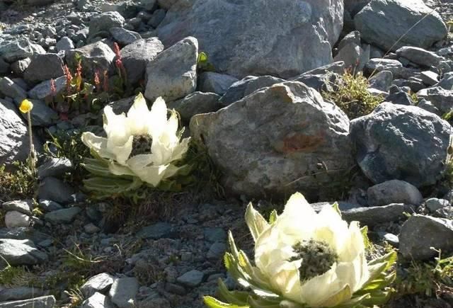  「药用价值」常被误认成“天山雪莲”，有人冒生命危险去摘，却不知它一文不值