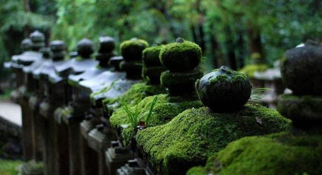  「植物」教你苔藓养儿玩;一个玻璃瓶,一个微世界
