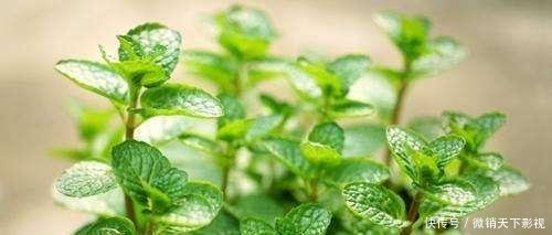 『拒绝』养好薄荷很简单,做好这几点,叶片油绿茎干粗壮,拒绝徒长