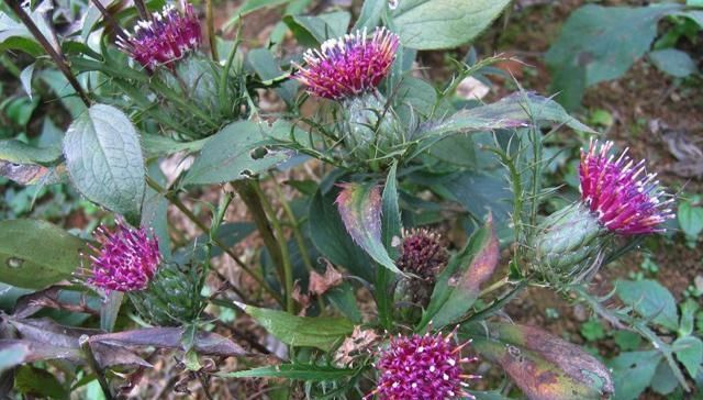  [除掉]它是如此的珍贵，却少人重视，常被除掉，今后请珍惜，75