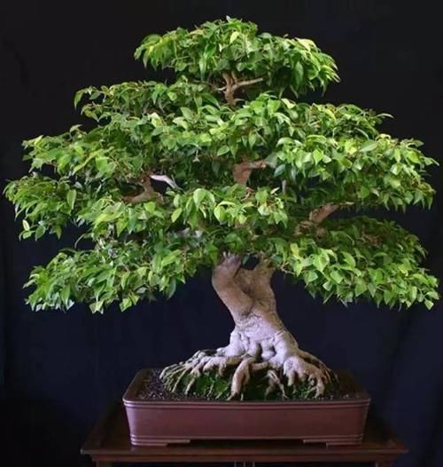  暖凉爽的环：22种天生就是最好的盆景植物，你认识几种？