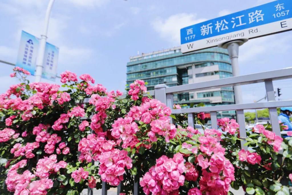  不少：惊艳！月季盛开，松江这条“花路”风景你错过了吗？
