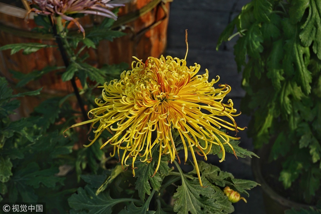 天坛公园菊花展即将开展 将展出各类菊花1500余盆