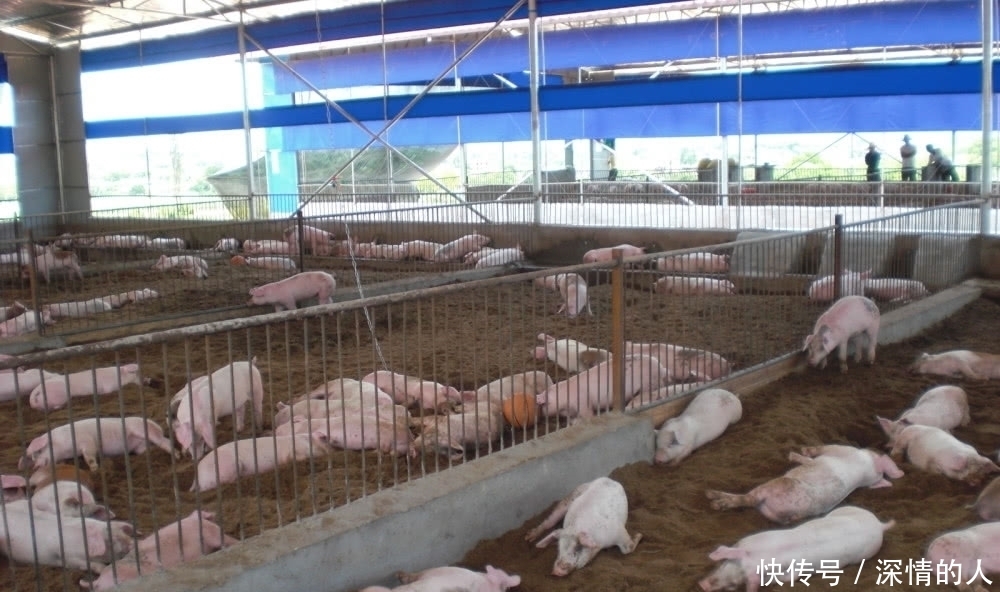  #养殖场#国家鼓励养殖，但这3个地方建养殖场将被“一刀拆除”，