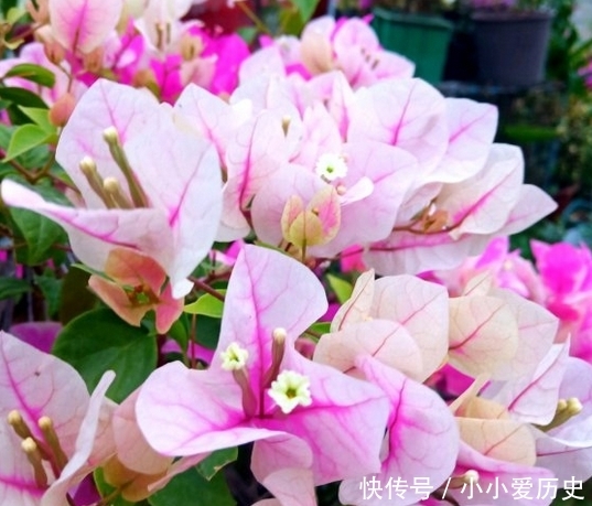  [三角梅开花]让三角梅全年开花不断的秘密，只要做好到5点，不用担心开花问题