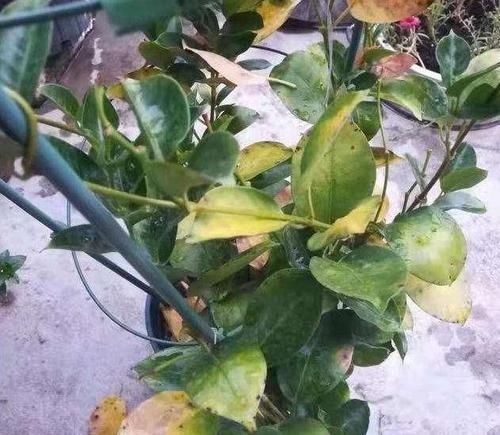 『黄叶』飘香藤总黄叶?避开3个坑,植株长的旺,绿叶红花,开成瀑布