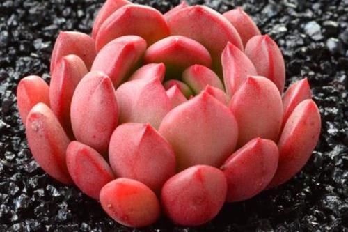  #伸手党#朋友圈里多“微商”，再也不晒“多肉”