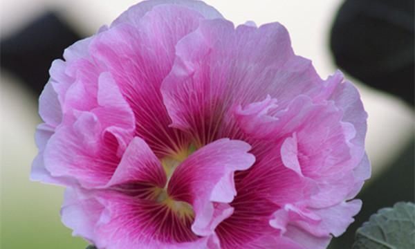 『植物』芙蓉花叶子长锈斑怎么办