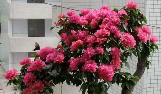  『阳光』夏天赏花首选“三角梅”，阳光越强开花越旺，花朵艳丽观赏强！