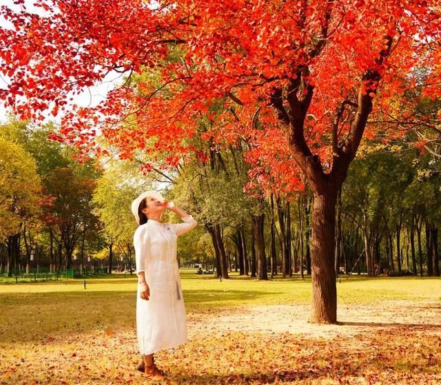 洛阳深秋有多美？隋唐秋色惹人醉，网红树下故事多