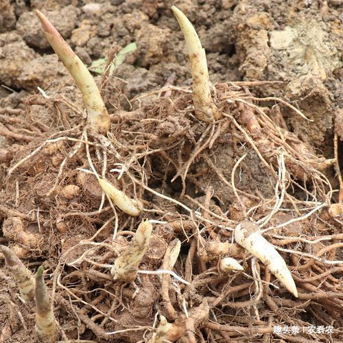  【种植阳荷】种一次可收三年，产量一年比一年大，市场5元一斤