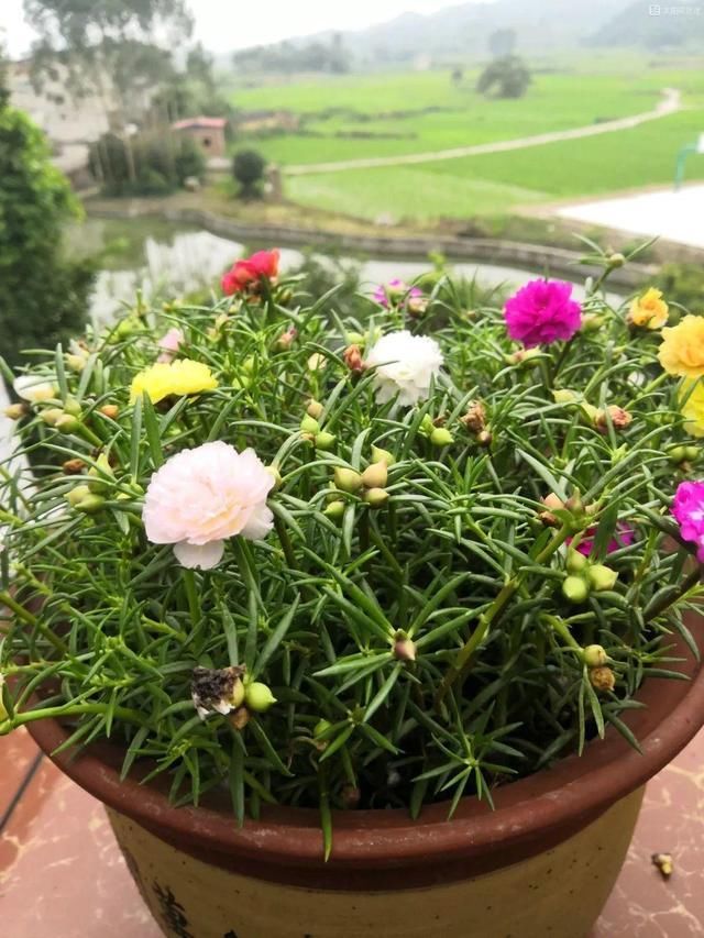  [叶子]4种花“适宜”在五月扦插，2周生根、下个月就开花，别花钱买了