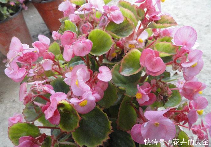  金钱树：“3种花”，适合客厅养，观赏性强，寓意好，我就养了
