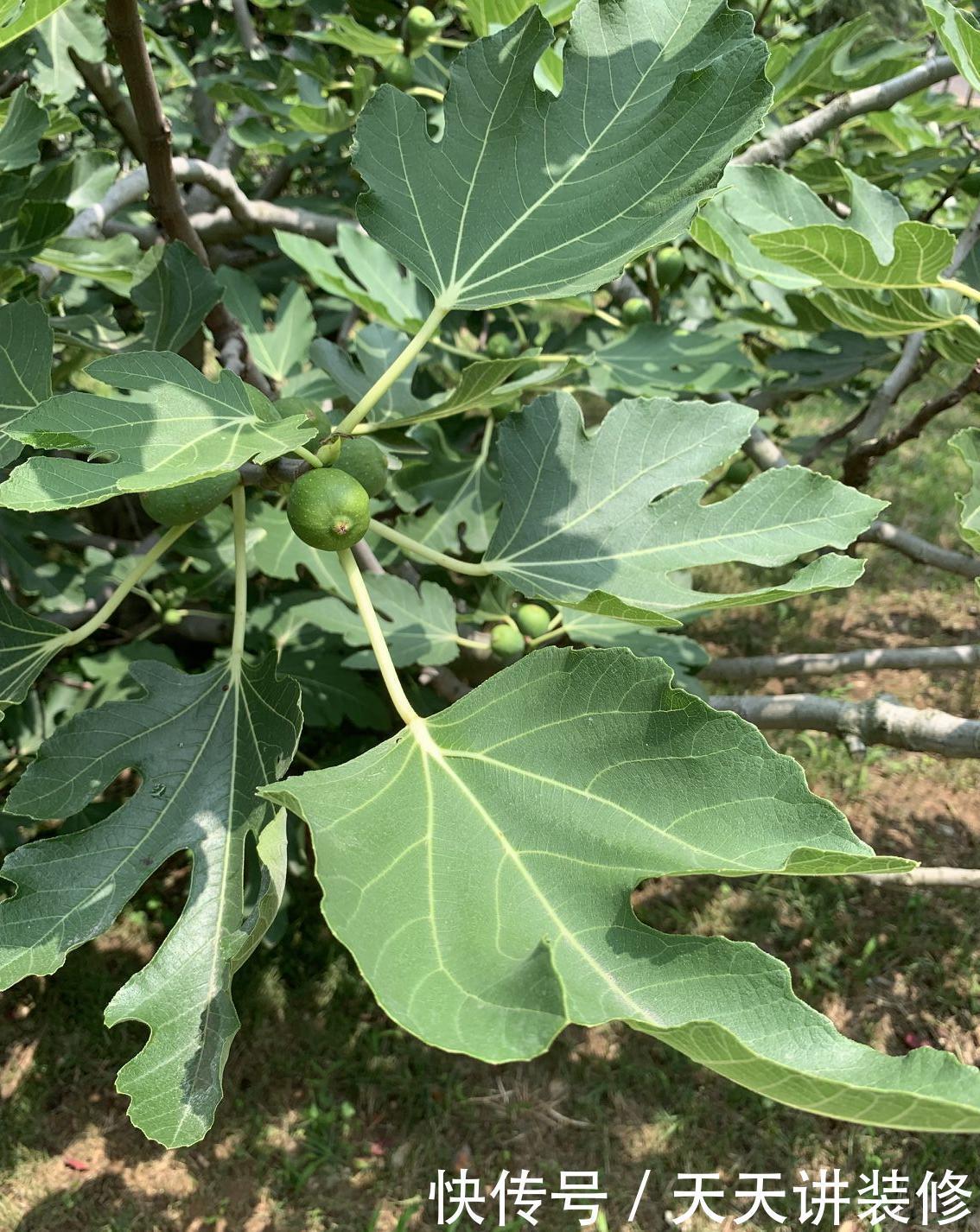  新芽：扦插几盆无花果，半个月生根，长出新芽来，明年能结十几斤