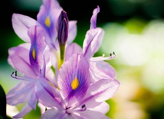 『花儿』一种花有“眼睛”，给点水和土，花朵大又多，半年不管也有花儿看