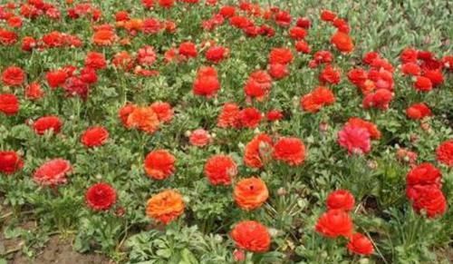  「此种」此种植物株型似芹菜、花开如玫瑰，好看又好养，盆栽需谨记3点