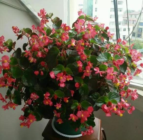 #漂亮#这4种花,一开花就停不下来,漂亮好养,是盆栽佳品!