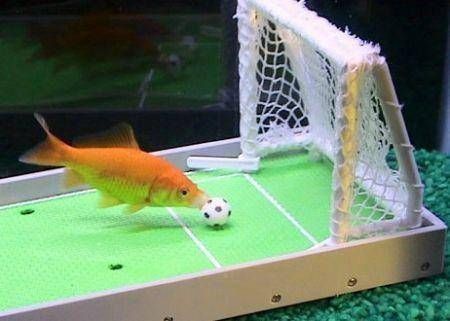  『神经系统』为什么只有七秒记忆的鱼，总能躲开钓鱼人的饵料陷阱