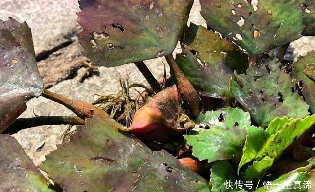 印度将我国“特产”偷偷带回种植,如今泛滥成灾,国人:恕不回收