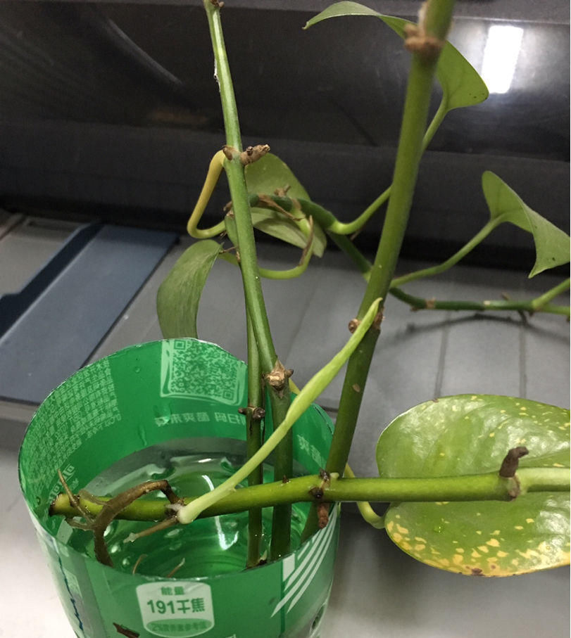  看起来：绿萝剪一剪，插到水里，一星期长满大白根，呼呼爆盆！